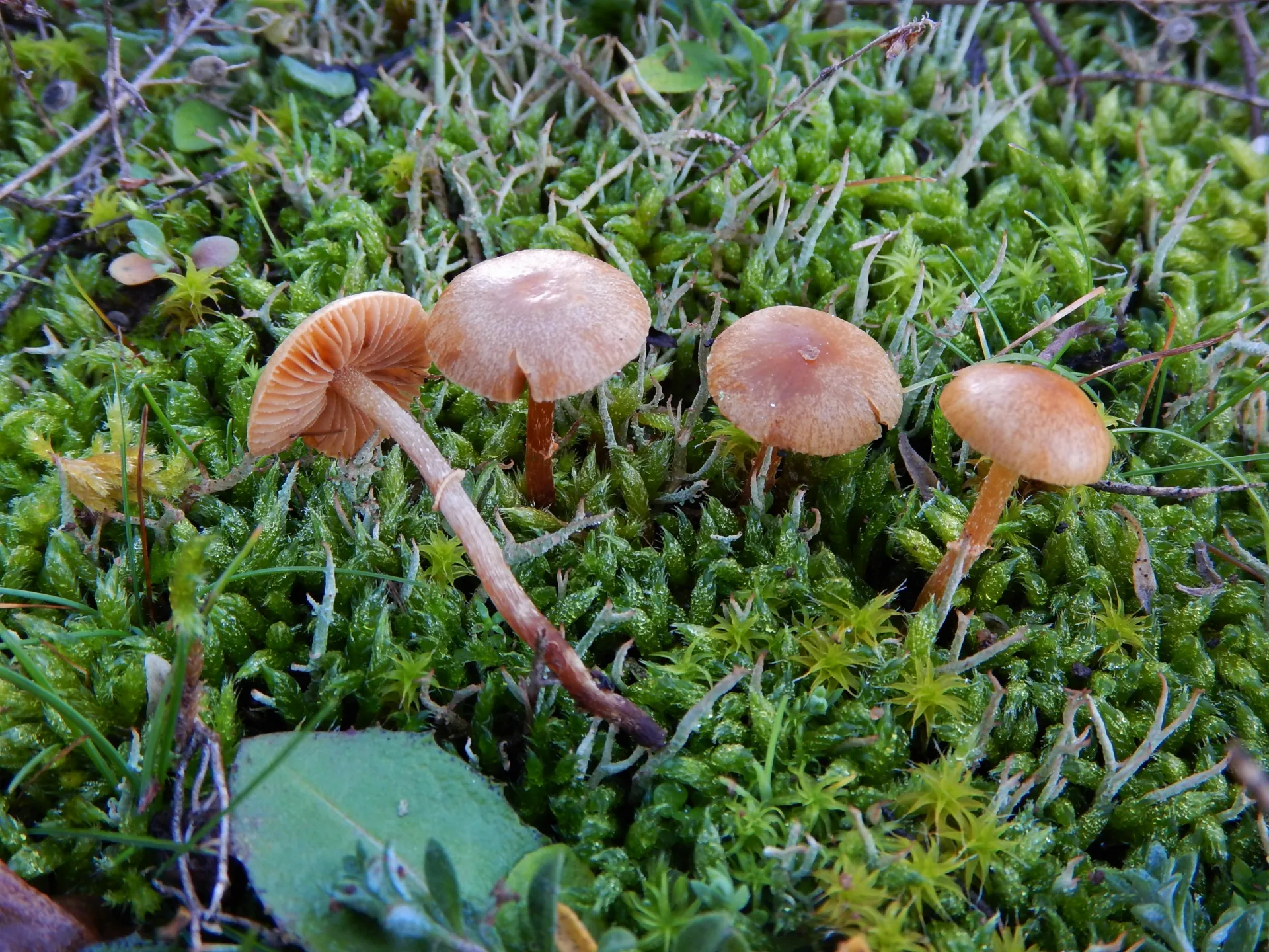 Conocybe vexans, 20-12-24